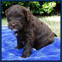 Cherie Mojo pups 4 wks old 21