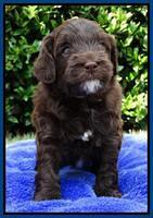 Cherie Mojo pups 4 wks old 31