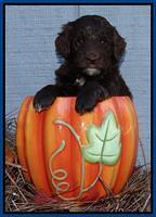 Cherie Mojo pups 5 wks old 41