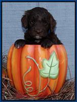 Cherie Mojo pups 5 wks old 51