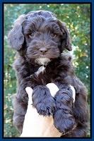 Cherie Mojo pups 6 weeks old 040