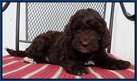 Cherie Mojo pups 7 wks old 11