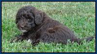 Cherie Mojo pups 7 wks old 31