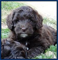 Cherie Mojo pups 7 wks old 51