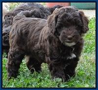 Cherie Mojo pups 7 wks old 61