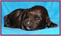 Cherie Mojo pups 1 wk old 101