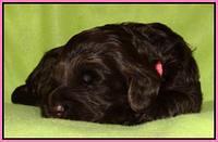 Cherie Mojo pups 2 wks old 71