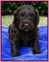 Cherie Mojo pups 4 wks old 61