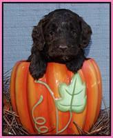 Cherie Mojo pups 5 wks old 71