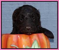 Cherie Mojo pups 5 wks old 81