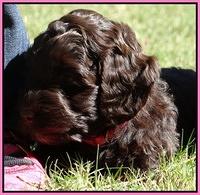 Cherie Mojo pups 6 weeks old 069