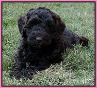 Cherie Mojo pups 7 wks old 121