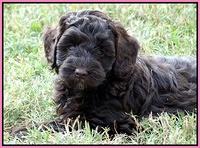 Cherie Mojo pups 7 wks old 131