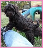 Cherie Mojo pups 7 wks old 141