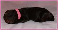 Pink 1 day (10)
