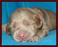 Cherie Mojo pups 1 wk old 191