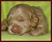 Cherie Mojo pups 2 wks old 141