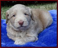 Cherie Mojo pups 4 wks old 81