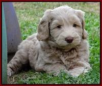 Cherie Mojo pups 7 wks old 231