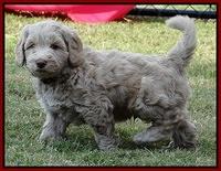 Cherie Mojo pups 7 wks old 251