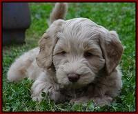 Cherie Mojo pups 7 wks old 261