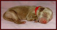 Red 1 day (6)