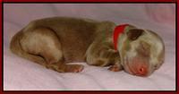 Red 1 day (7)