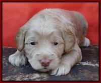 Red 3 wks (26)