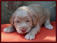 Red 3 wks (44)