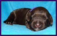 Cherie Mojo pups 1 wk old 141