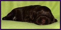 Cherie Mojo pups 2 wks old 111