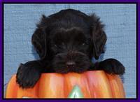 Cherie Mojo pups 5 wks old 251