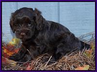 Cherie Mojo pups 5 wks old 271