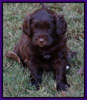 Cherie Mojo pups 5 wks old 291