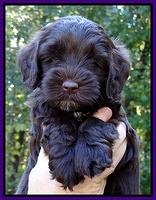 Cherie Mojo pups 6 weeks old 008