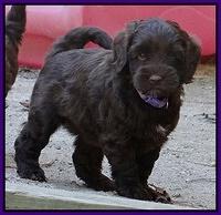 Cherie Mojo pups 6 weeks old 058