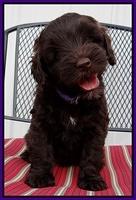 Cherie Mojo pups 7 wks old 151