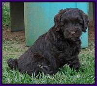 Cherie Mojo pups 7 wks old 171