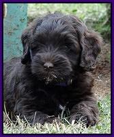 Cherie Mojo pups 7 wks old 181