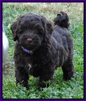 Cherie Mojo pups 7 wks old 191