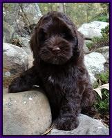 Cherie Mojo pups 8 wks old 017