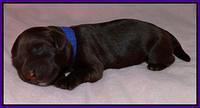 Purple 1 day (14)