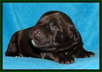 Cherie Mojo pups 1 wk old 41
