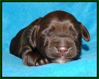 Cherie Mojo pups 1 wk old 61