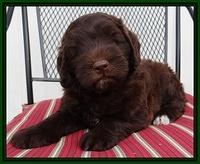 Cherie Mojo pups 7 wks old 281