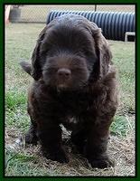 Cherie Mojo pups 7 wks old 301