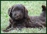 Cherie Mojo pups 7 wks old 321