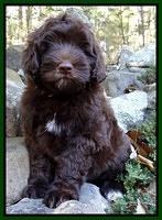 Cherie Mojo pups 8 wks old 014