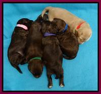 Cherie Mojo pups 1 wk old 231