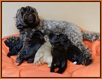 Cherie Mojo pups 3 wks old group 1